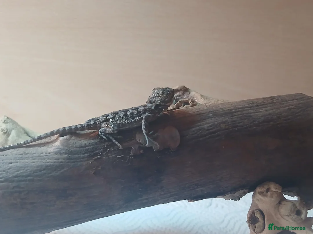 Bearded Dragon reptiles for sale: Baby bearded dragons in Lanark - Advert 2