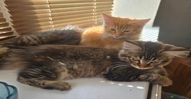 Maine Coon cats - Advert 13