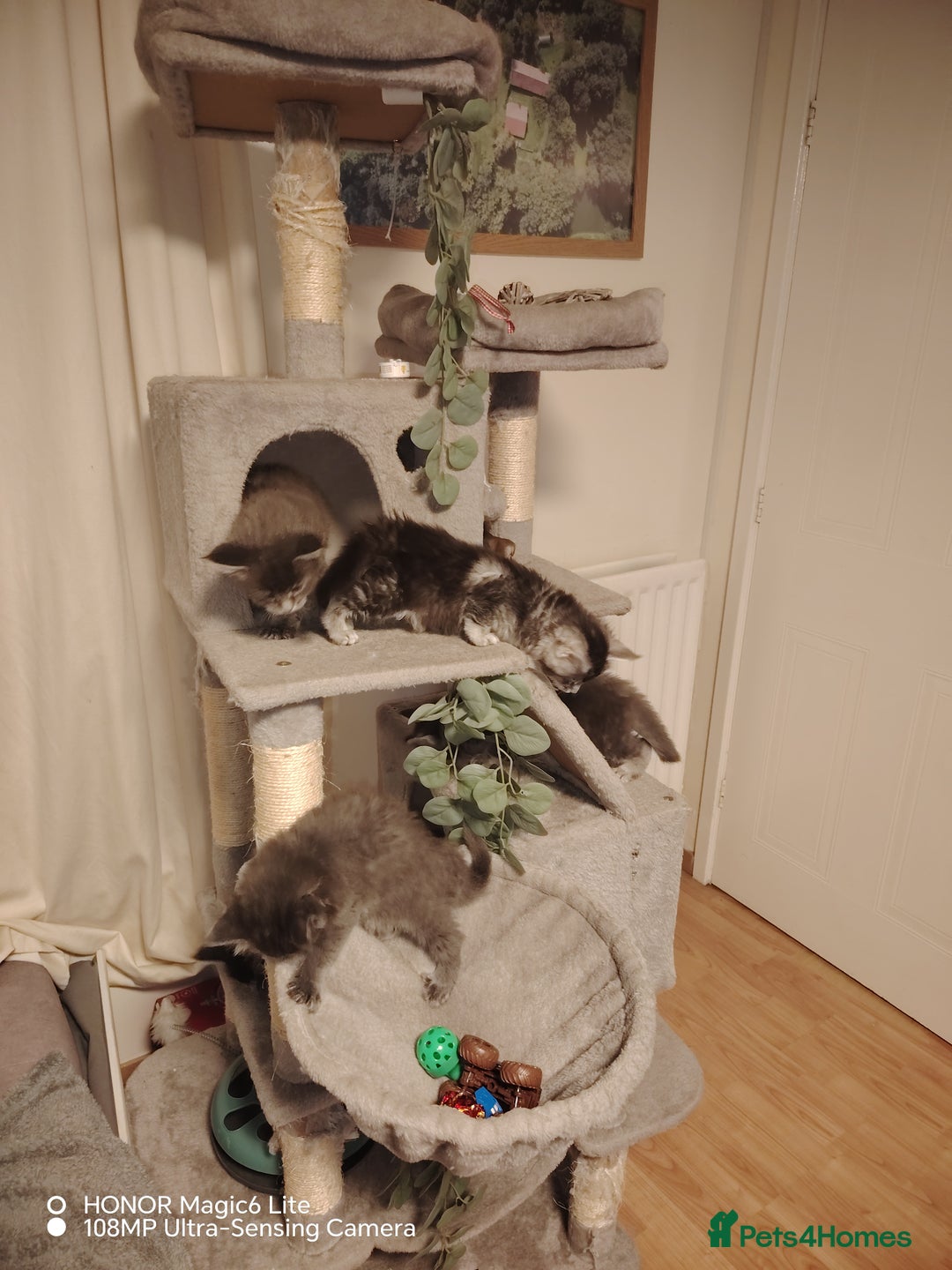 Maine Coon cats for sale: Beautiful Maine Coon kittens 💖💙🐱 - Advert 12