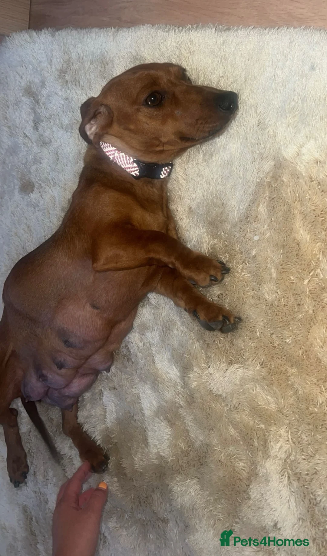 Dachshund dogs for sale: 🐾 Daxie & Chocolate’s Beautiful Puppies ! - Advert 26