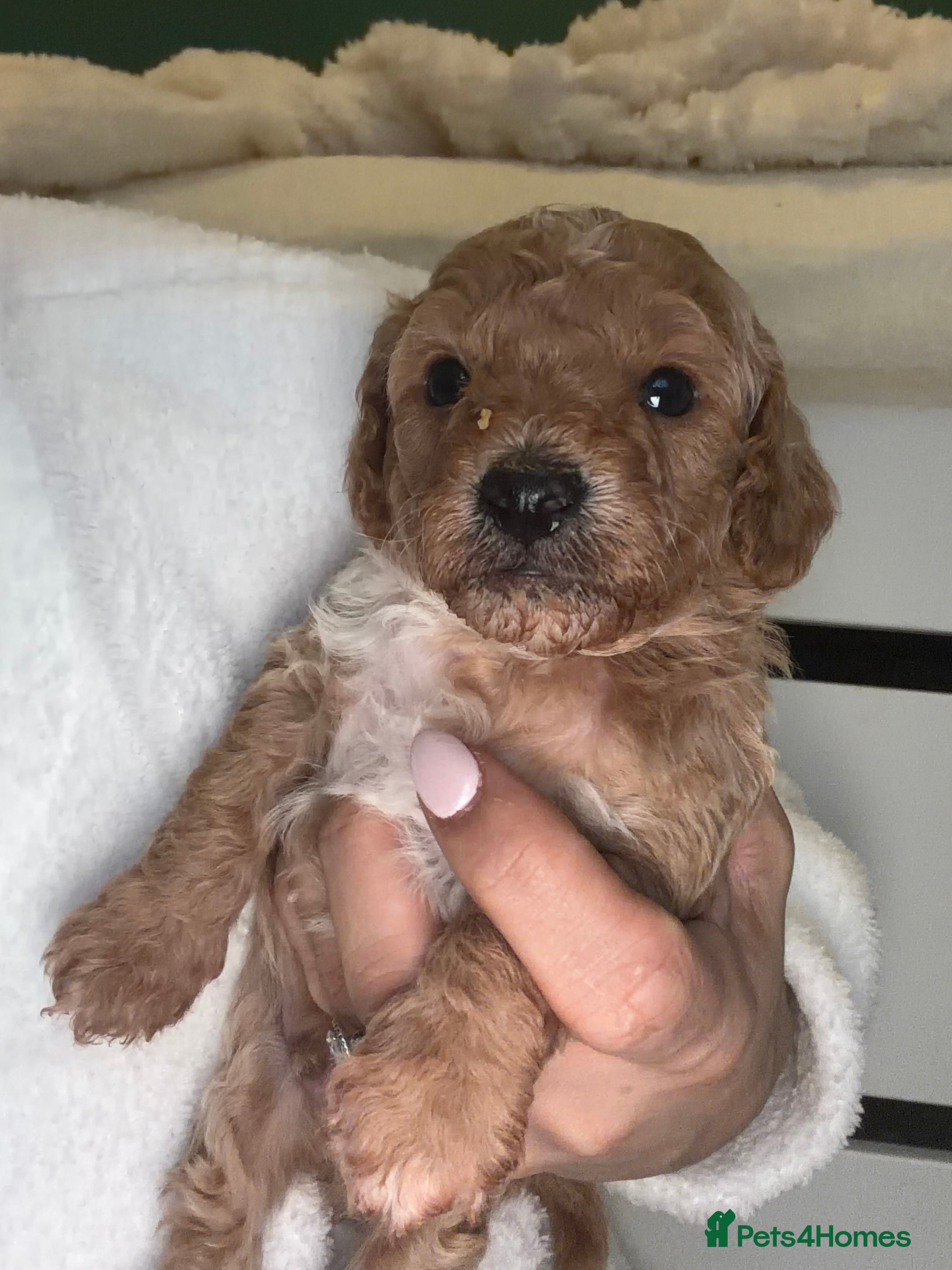 Cockapoo dogs F1B cockapoo puppies **LAST BOY REMAINING** - Advert 16