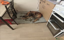 Belgian Shepherd Dog dogs for sale: 2 year old belguim shepard - Image 3