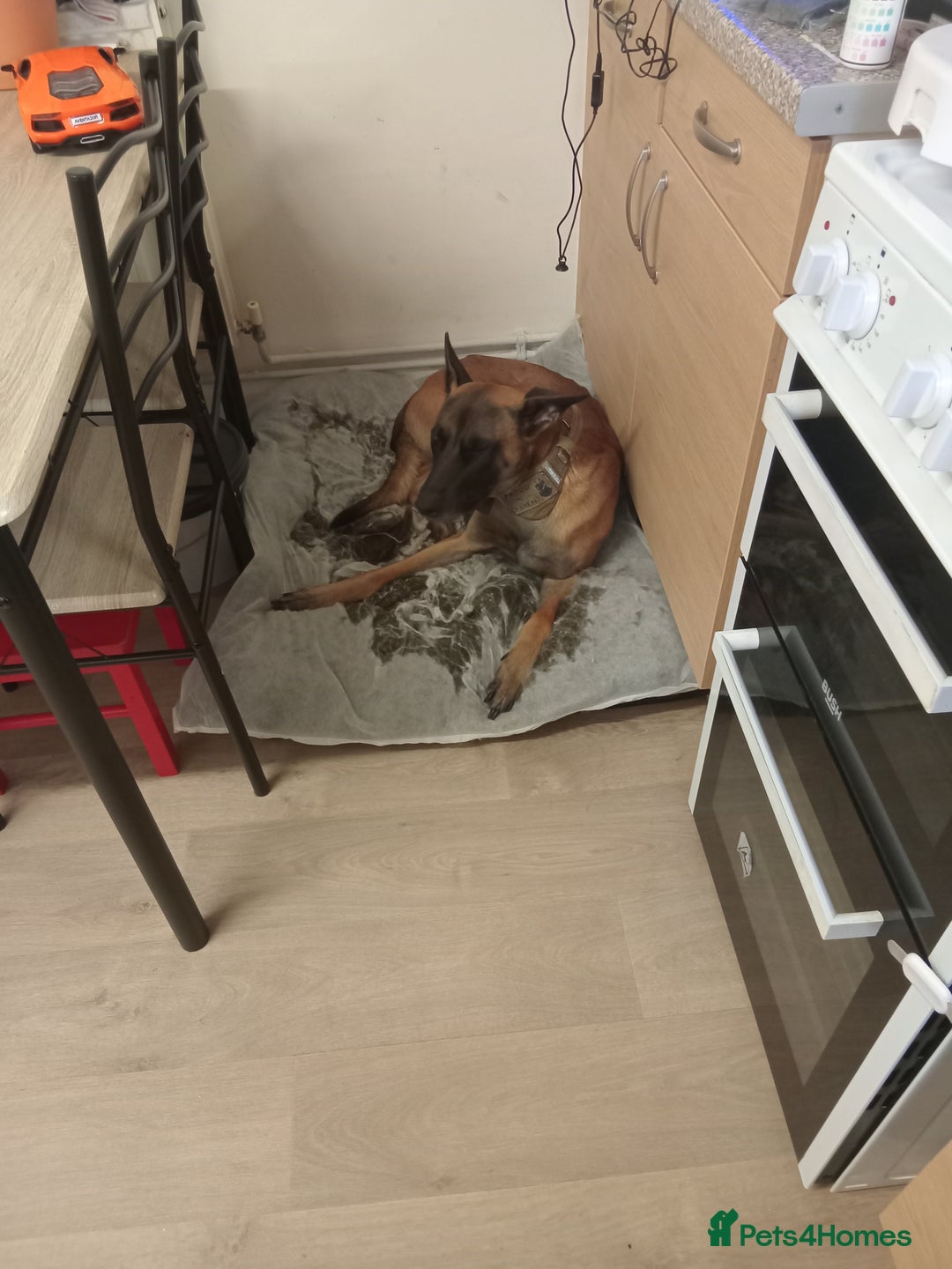 Belgian Shepherd Dog dogs for sale: 2 year old belguim shepard - Image 3