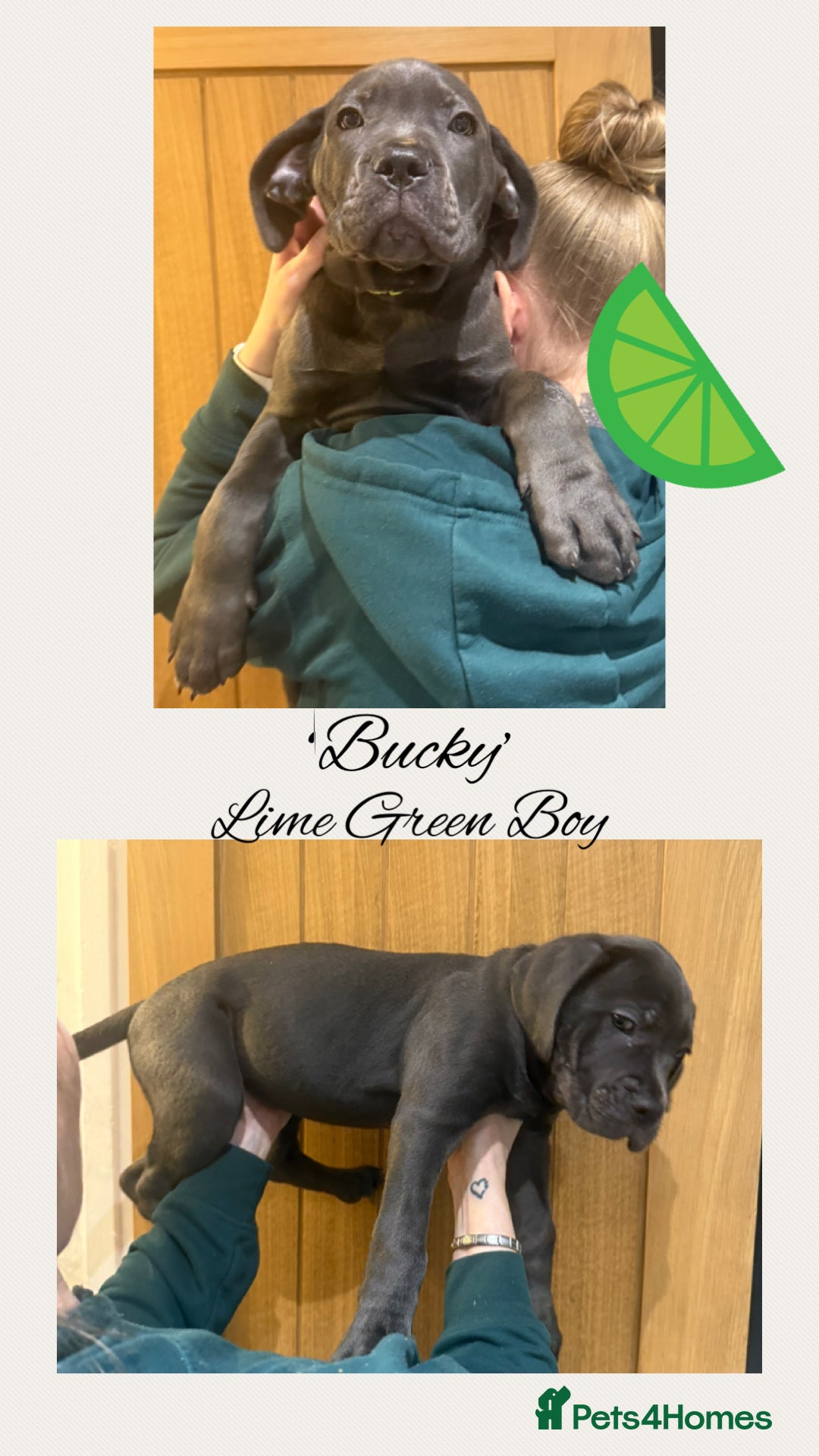 Cane Corso dogs for sale: 💎STUNNING Cane corso puppies 💎 - Advert 12