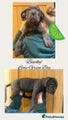 Cane Corso Puppy 5