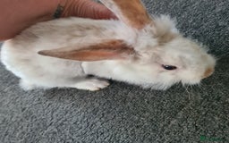Mini Lion Lop rabbits for sale: 3 males left - Image 3