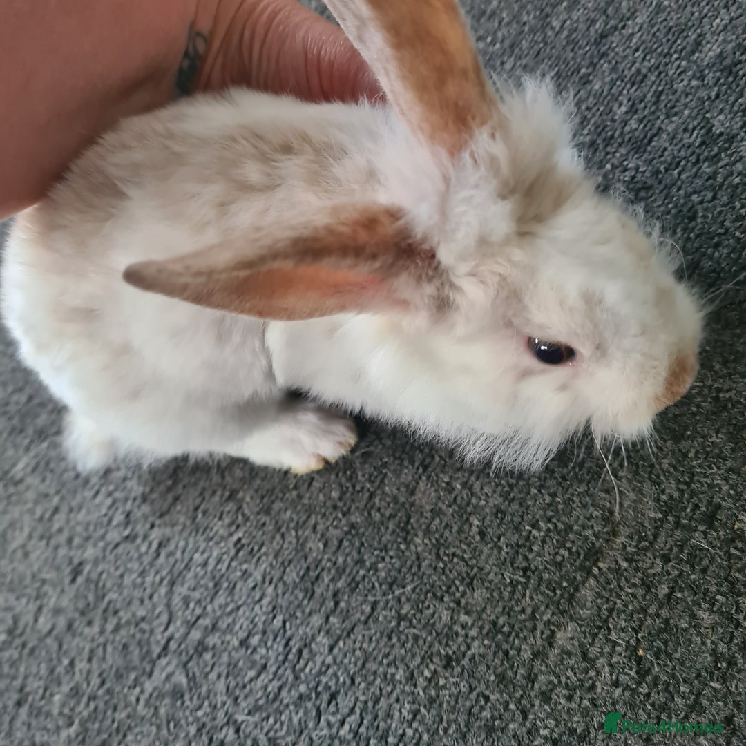 Mini Lion Lop rabbits for sale: 3 males left - Image 3