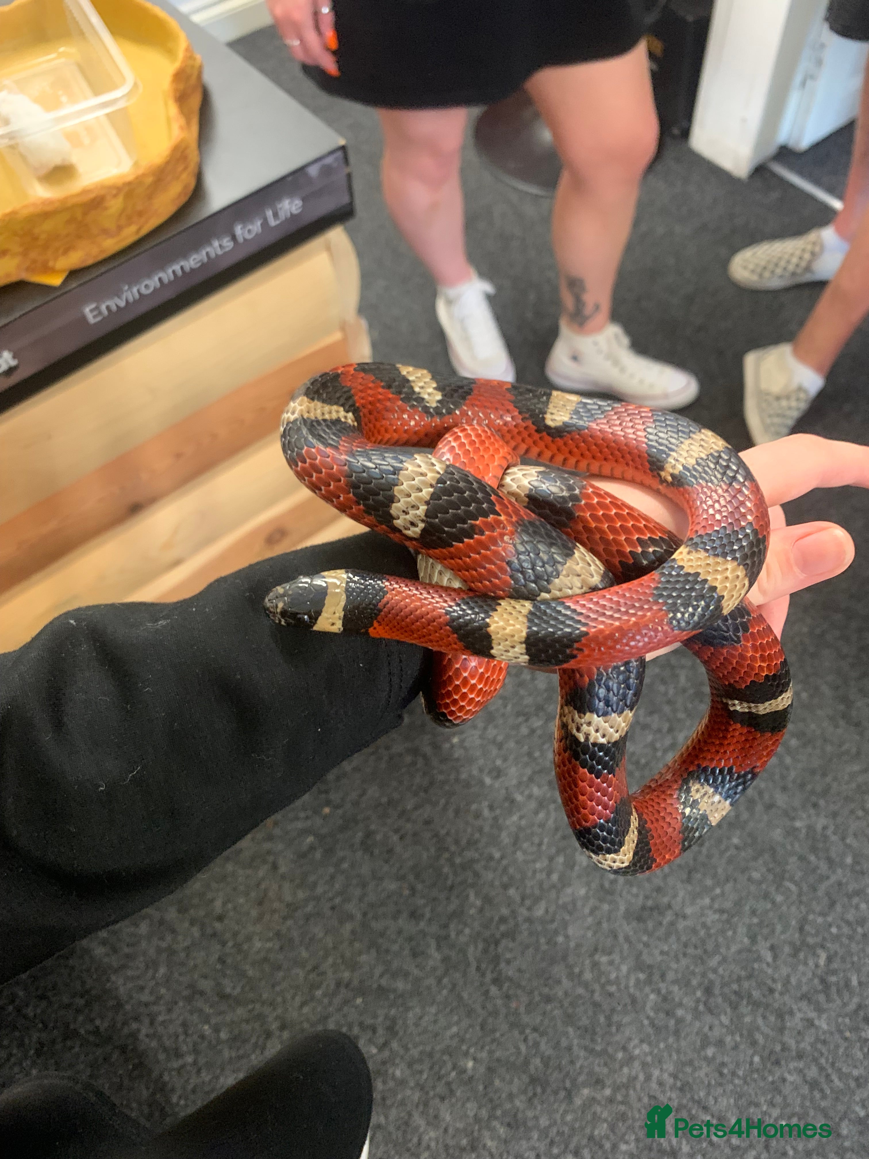 Milk Snake reptiles Please take her  - Advert 1
