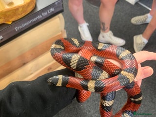 Milk Snake reptiles Please take her - Advert 1