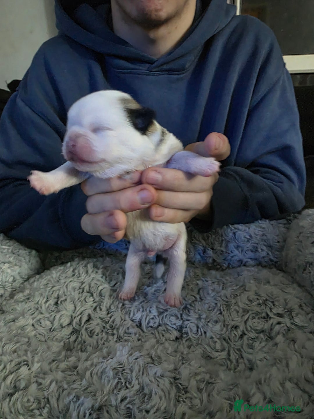 Pug dogs for sale: Kc registered rare colours  - Advert 19