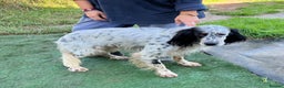 English Setter dogs for adoption: Rino  - Advert 4