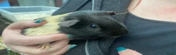 Guinea Pig rodents for sale: Baby guinea pig boys and girls - Advert 11