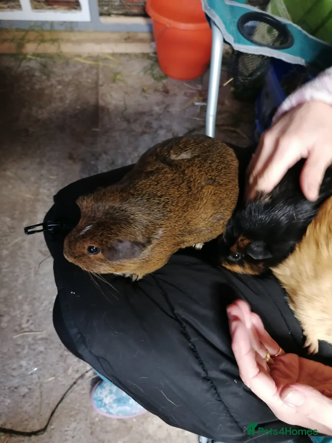 Guinea Pig rodents for sale: 3 lovely girl guinipigs for sale - Advert 3