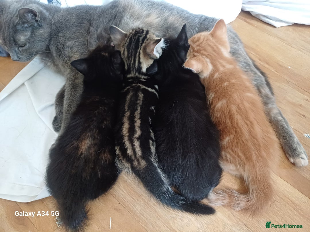 Mixed Breed cats for sale: 4 stunning kittens looking for their forever home. - Image 22