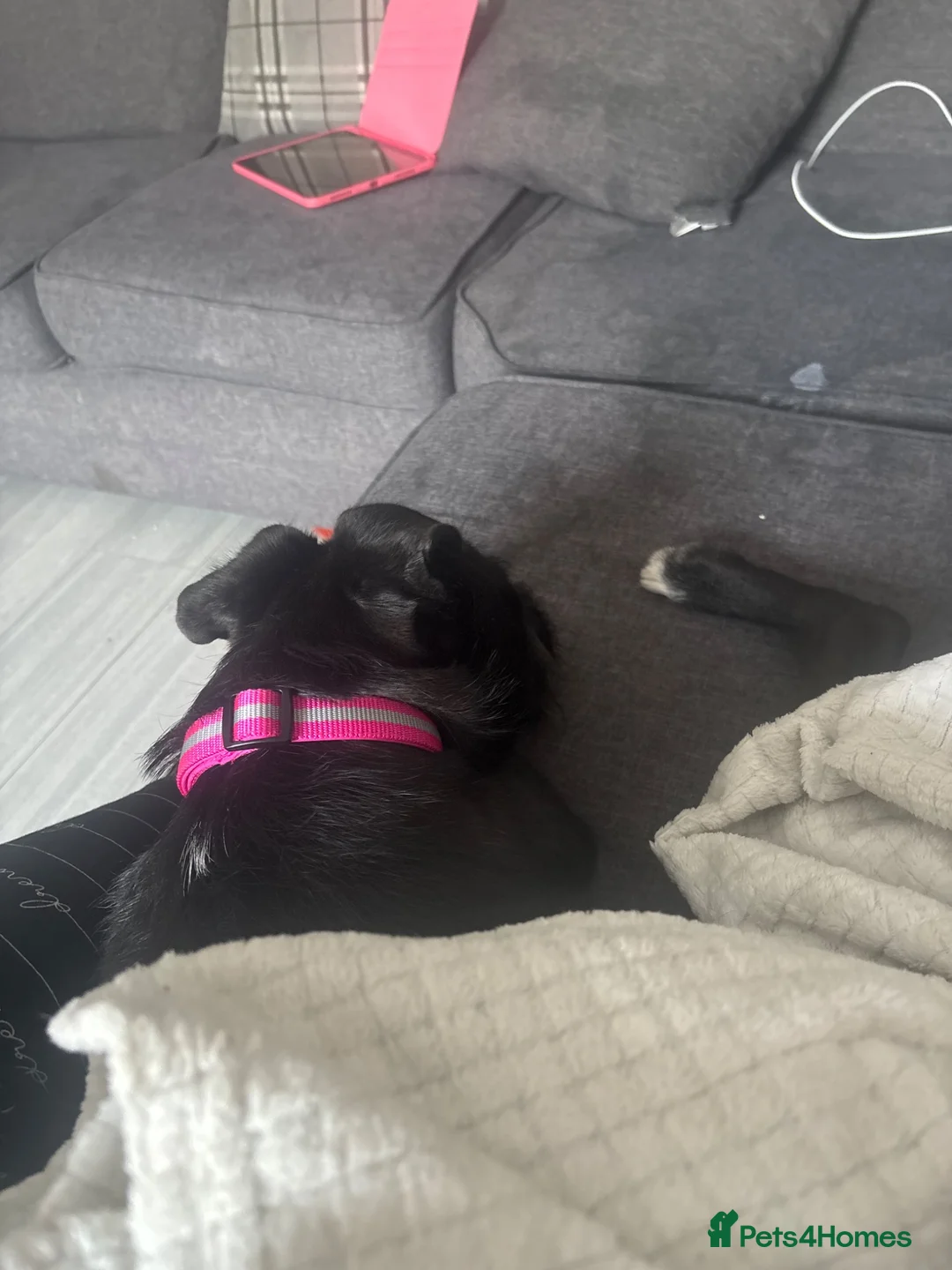 Patterdale Terrier dogs for sale: Puppy for rehome - Advert 2