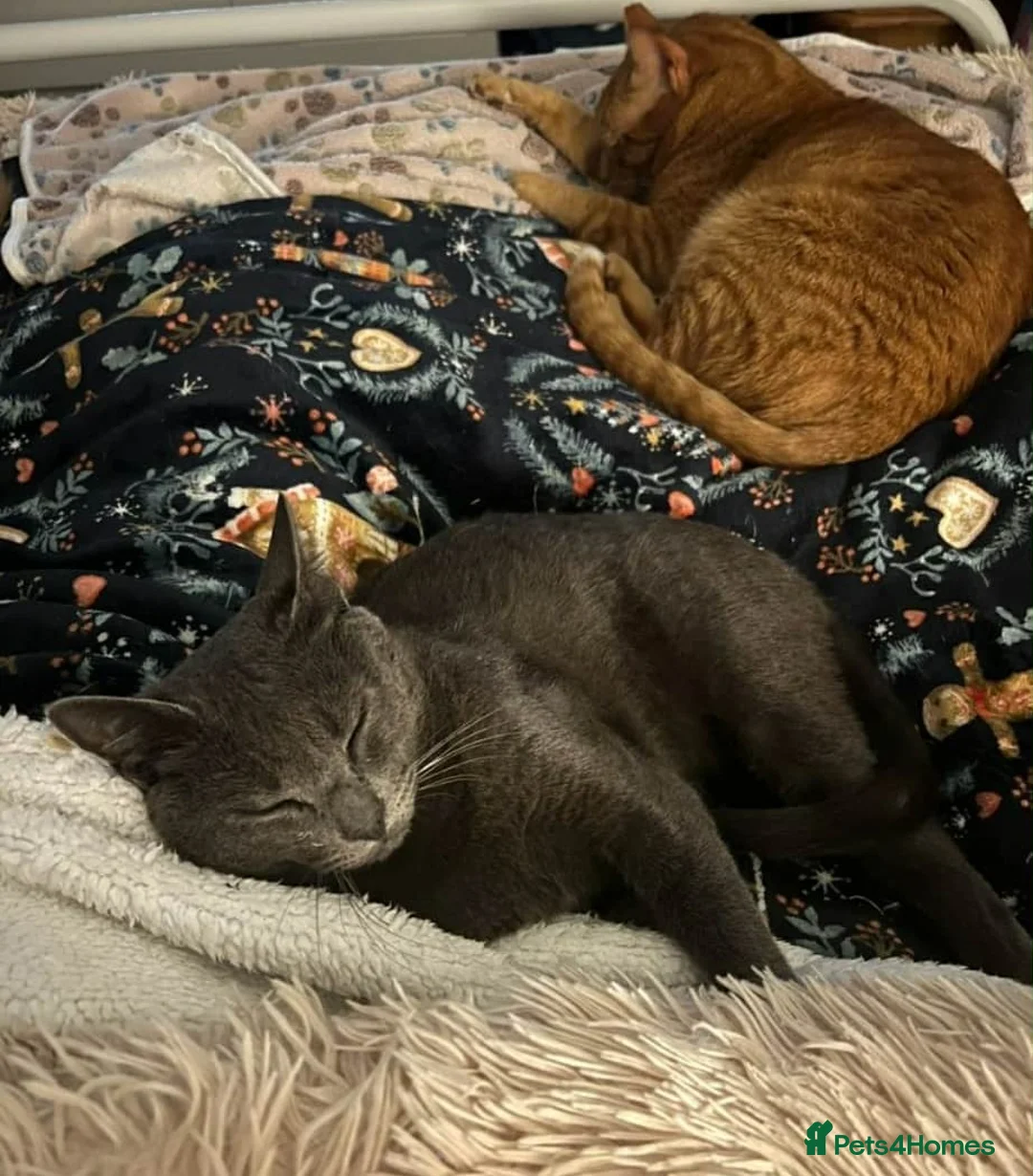 Mixed Breed cats for adoption: Super-cuddly, lively tripod looking for love - Advert 4