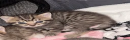 Mixed Breed cats for sale: Kittens for sale  in Warrington - Advert 3