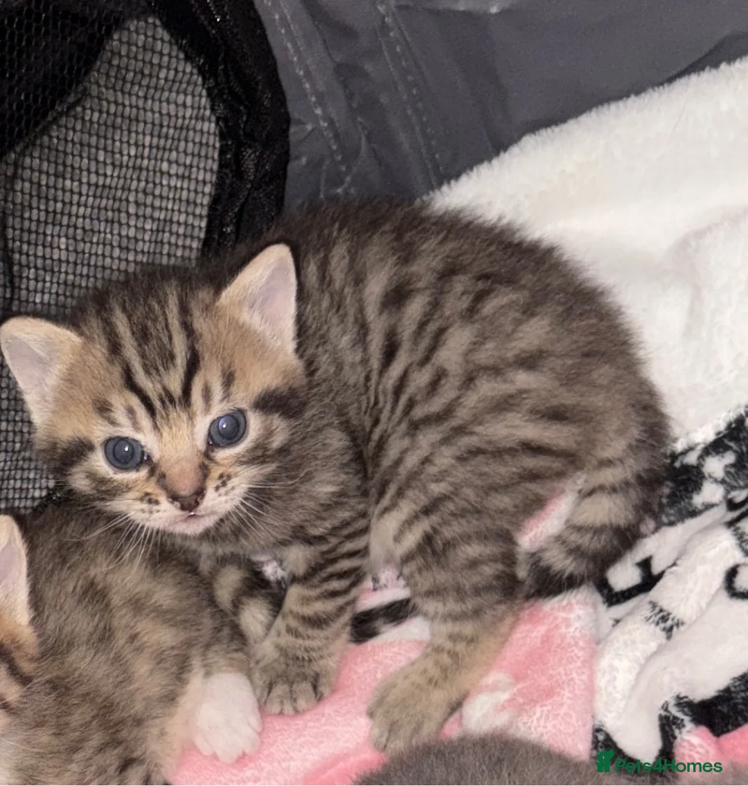 Mixed Breed cats for sale: Kittens for sale  in Warrington - Advert 3