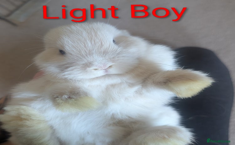 Mini Lop rabbits - Advert 4