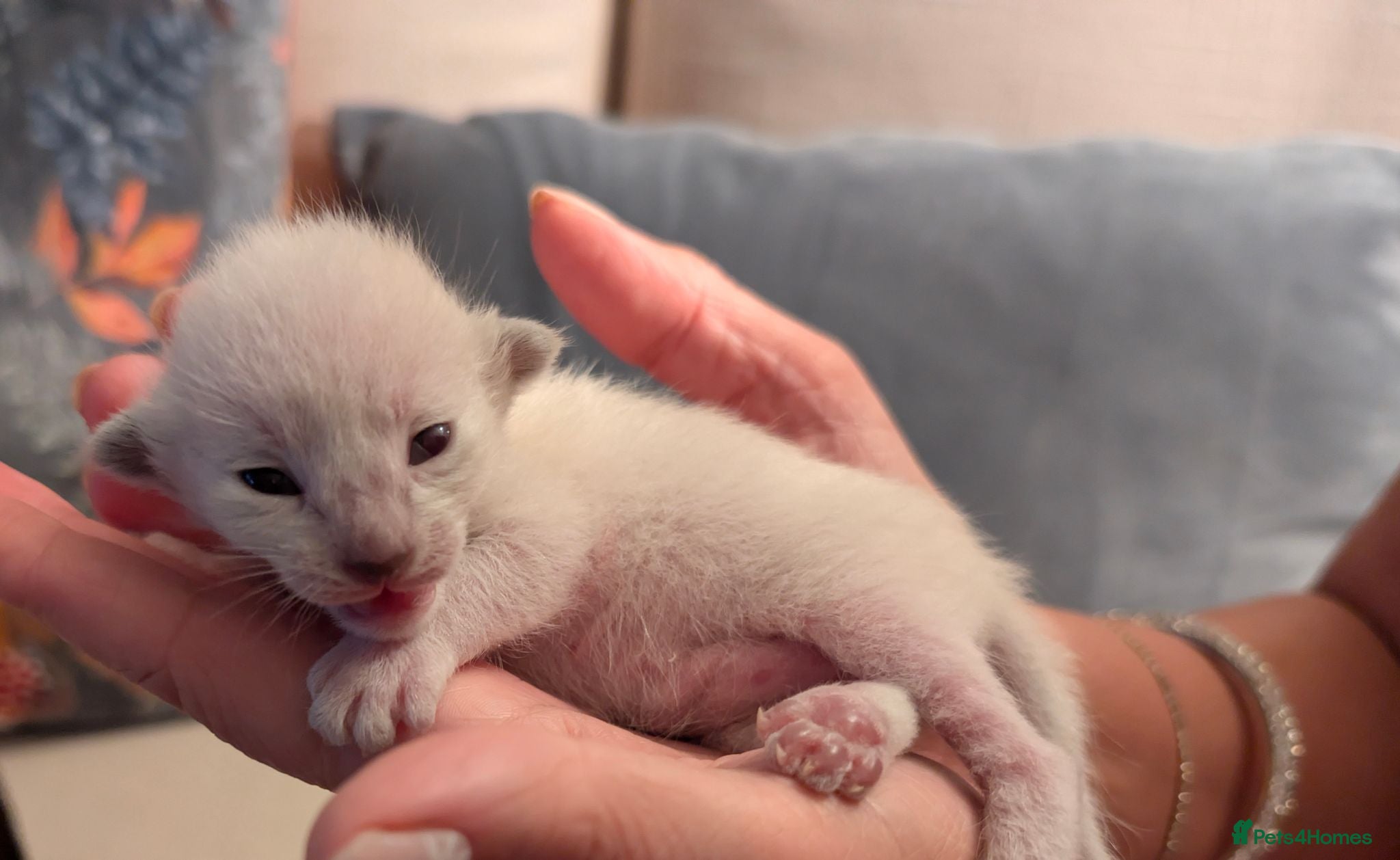 Siamese cats Beautiful Pure Siamese kittens - Advert 1