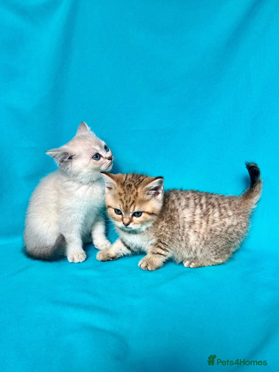 British Shorthair cats for sale: 🐾Purebred BSH kittens🐾 - Image 13