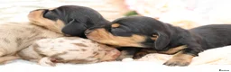 Miniature Dachshund dogs for sale: KC Miniature Dachshund Puppies - Advert 7