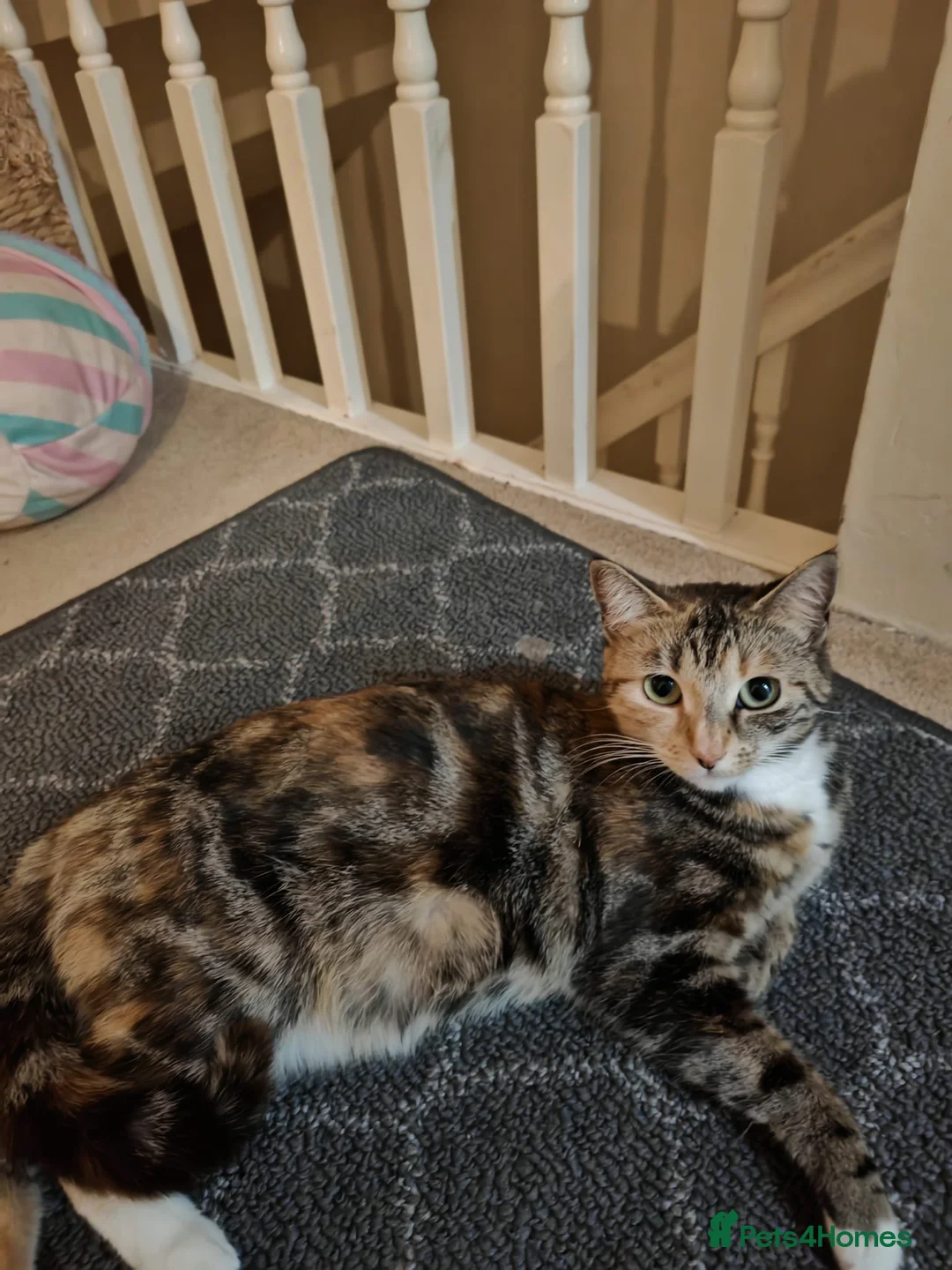 Domestic Shorthair cats for sale: Beautiful Male Kitten-Friendly, Well Handled in Newcastle upon Tyne - Advert 2