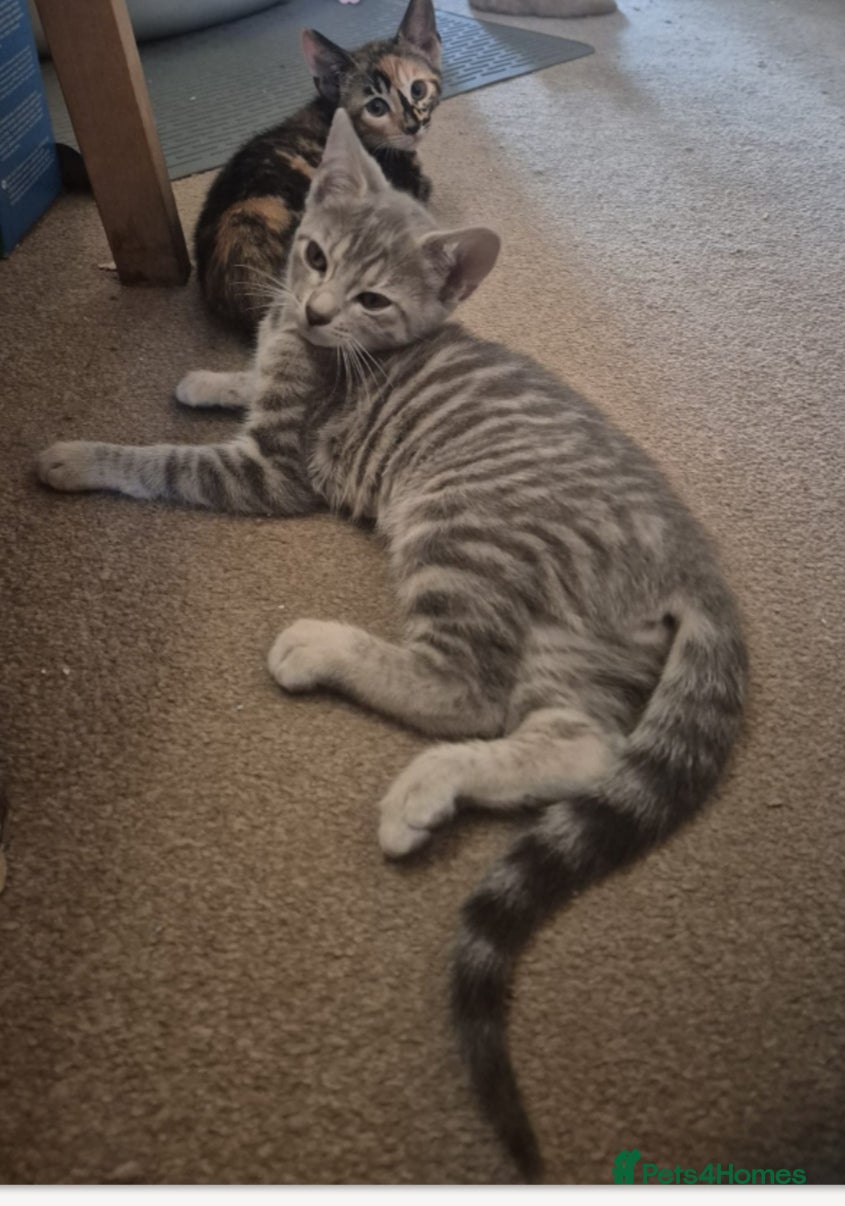 Mixed Breed cats Half Bengal kittens for sale - Advert 2