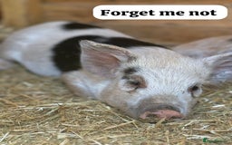 Pig livestock for sale: Just 2 Irresistible Mini Pigs left !  in Colchester - Image 4