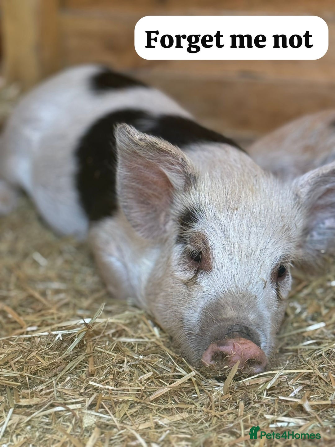 Pig livestock for sale: Just 2 Irresistible Mini Pigs left !  in Colchester - Image 4