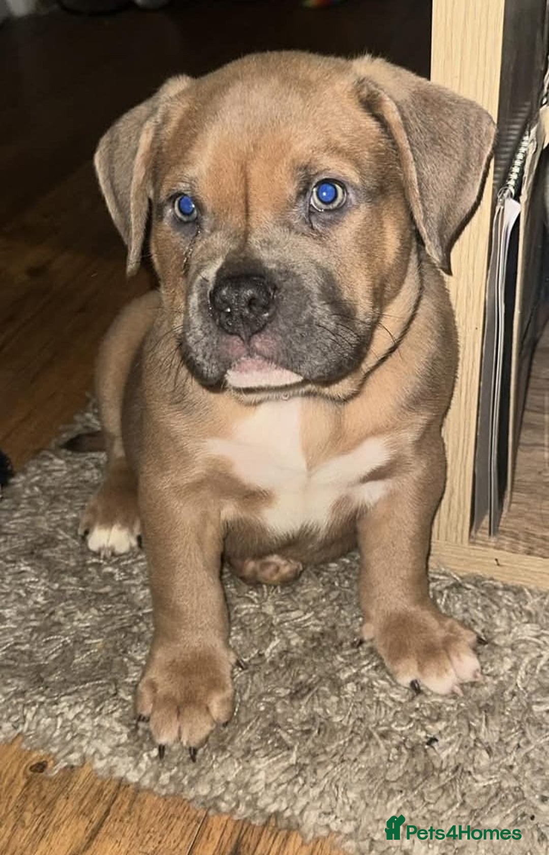 American Bully dogs for sale: Pocket Bully, 14 Month,Male,Beautiful Temperament. - Advert 4