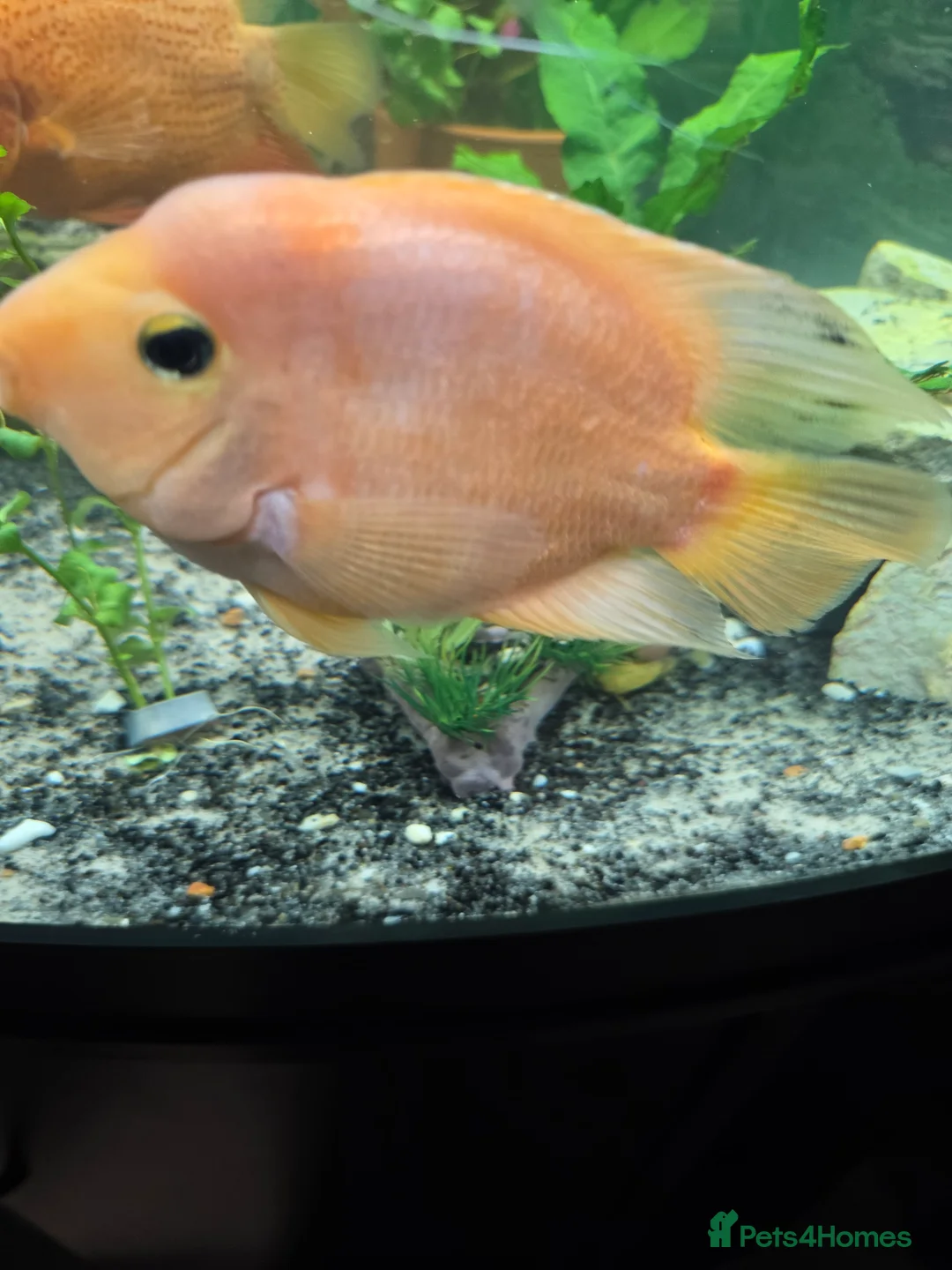 Other/Mixed Breed fish for sale: 1 pair of parrot fish 1 pair of jack dempsey  - Advert 3