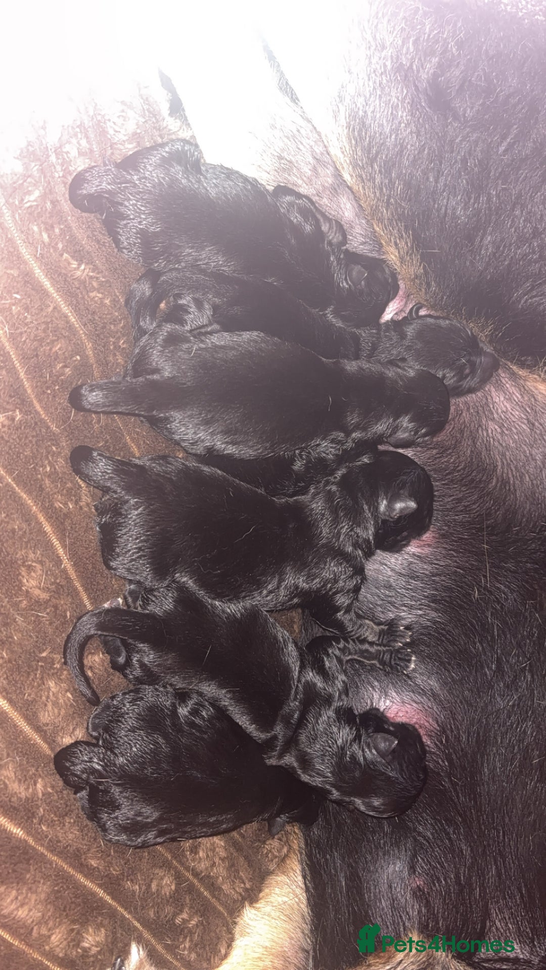 Mixed Breed dogs for sale: Shepweiler puppies READY TO RESERVE! - Image 24