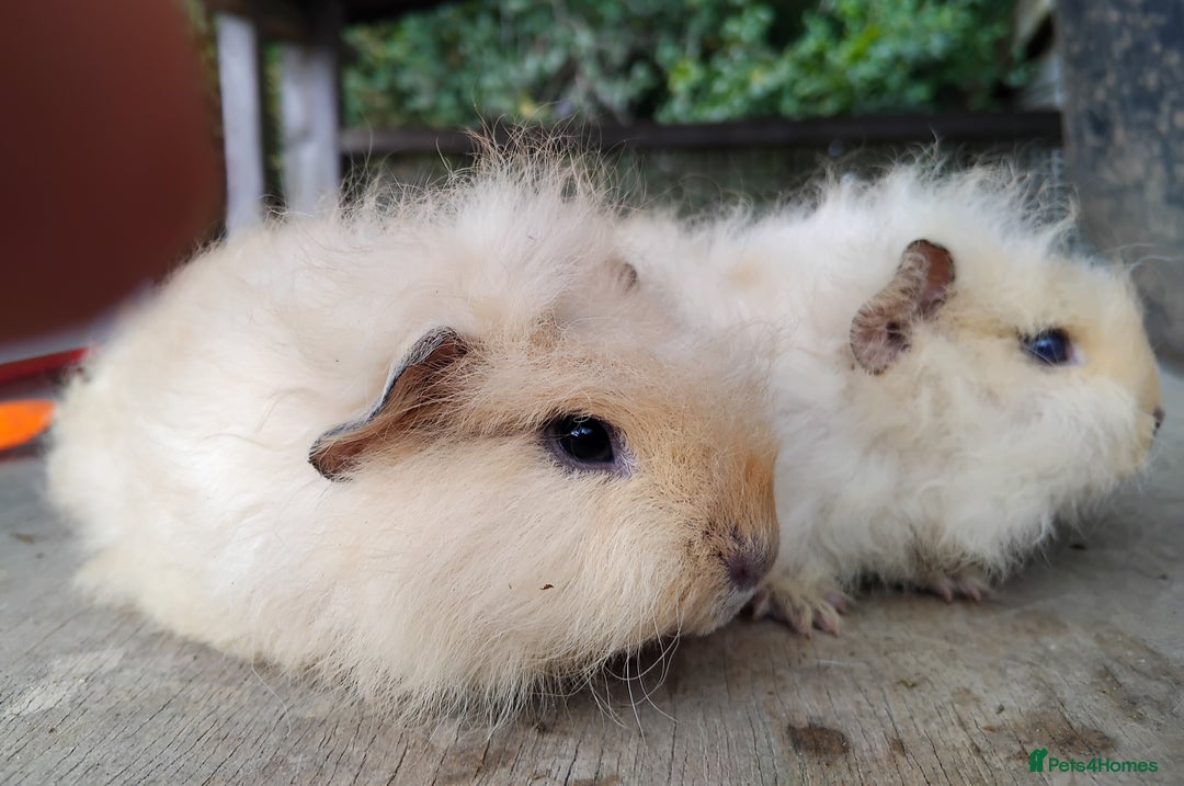 Guinea Pig rodents for sale: Swiss, Dalmation, Self, Baby Boars. - Image 4