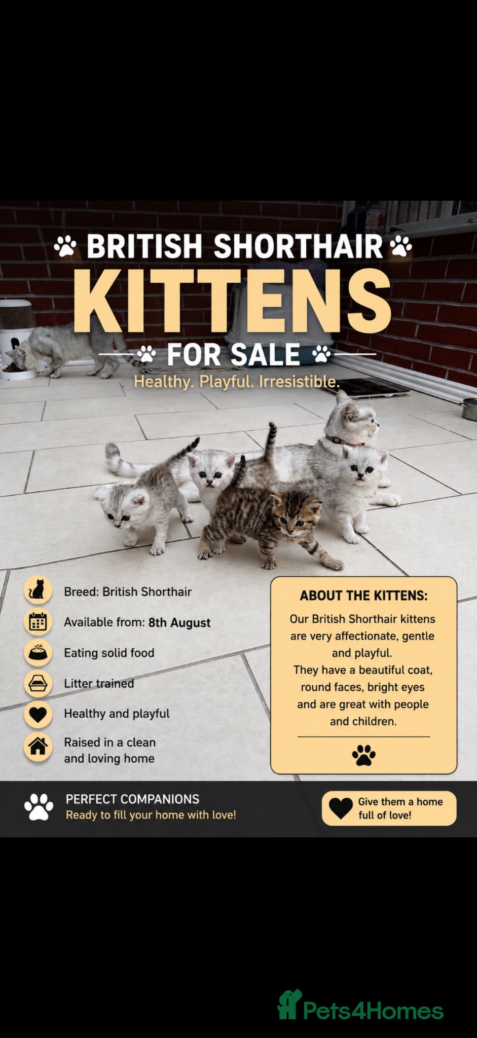 British Shorthair cats     🐾 Stunning British Shorthair Kittens  🐾  - Advert 1