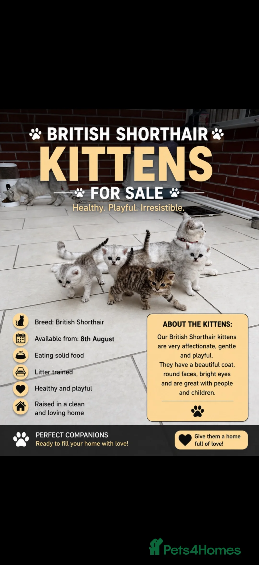 British Shorthair cats for sale:     🐾 Stunning British Shorthair Kittens  🐾  - Advert 1