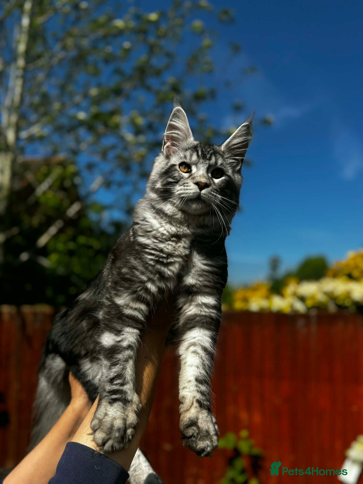 Maine Coon cats for sale: 6 STUNNING PEDIGREE TICA REG MAINE COON KITTENS - Advert 8