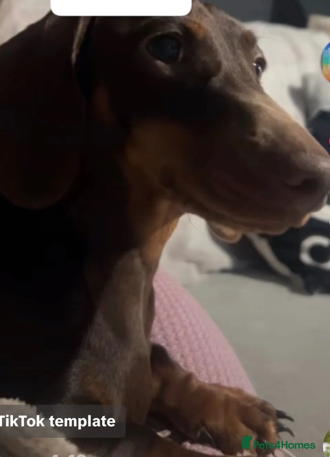 Miniature Dachshund dogs for sale: Dachund female  - Advert 1