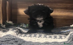 Yorkiepoo dogs for sale: Tiny Yorkipoos beautiful fluff balls puppies - Image 6