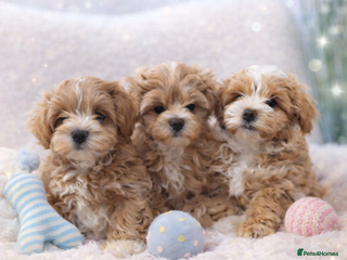 Maltipoo dogs Exclusive F1 Tiny Asian Maltipoo Puppies - Advert 11