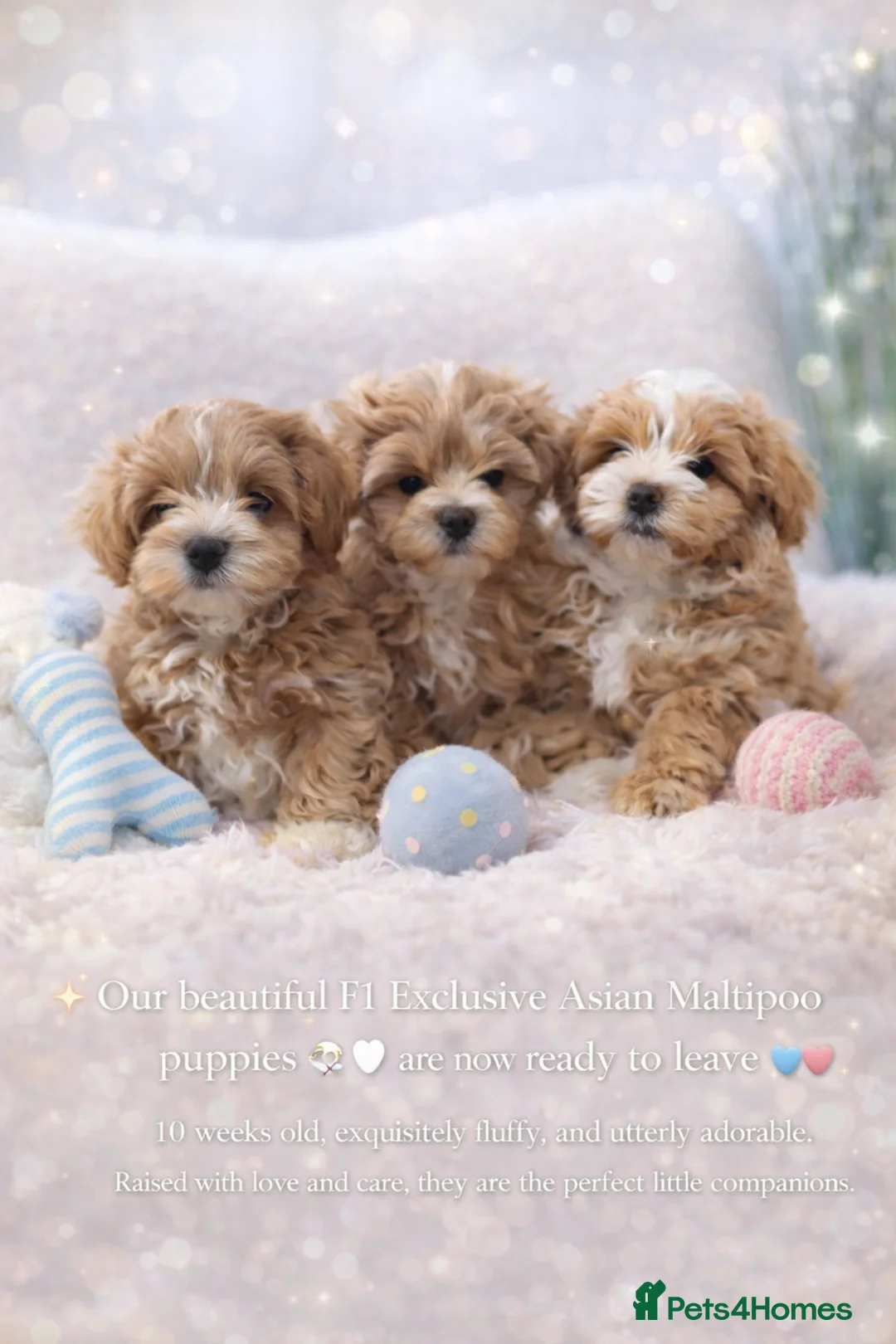 Maltipoo dogs for sale: Exclusive F1 Tiny Asian Maltipoo Puppies  - Advert 1