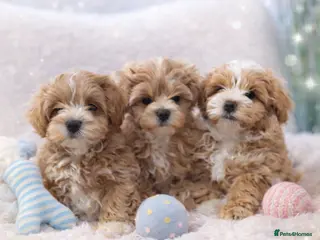 Maltipoo dogs Exclusive F1 Tiny Asian Maltipoo Puppies - Advert 9