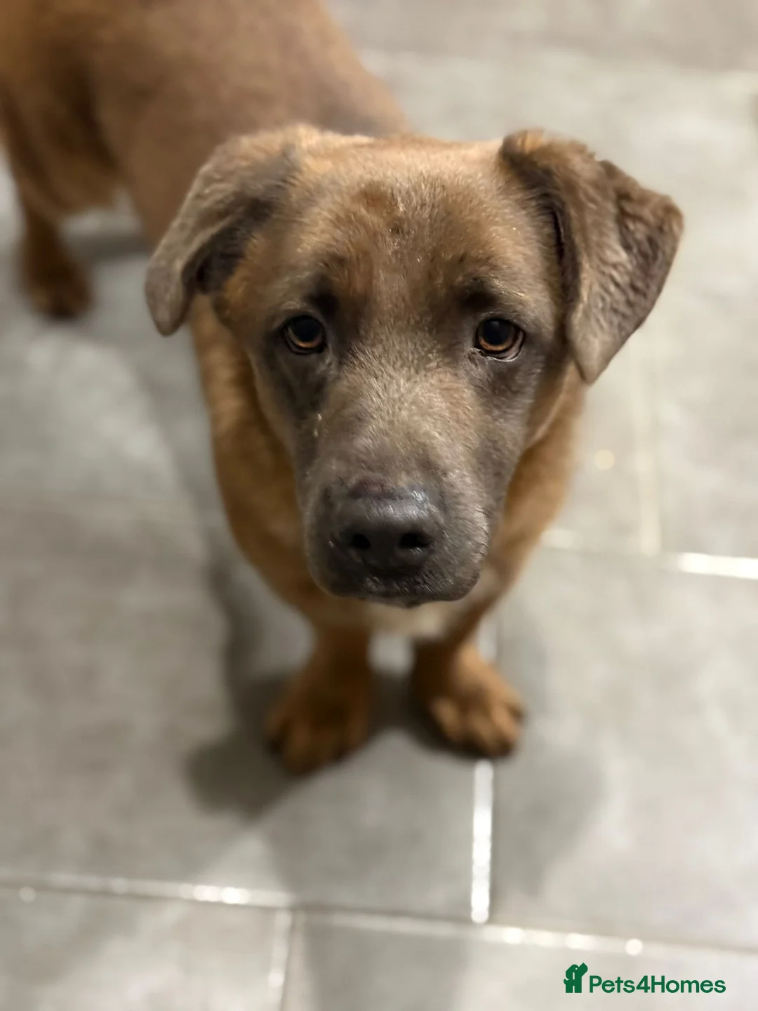 Mixed Breed dogs for adoption: Charming Charley looking for love - Advert 1