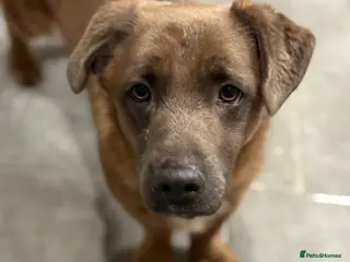 Mixed Breed dogs Charming Charley looking for love - Advert 1