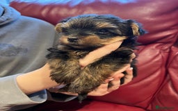 Yorkshire Terrier dogs for sale: Beautiful miniature Yorkie Biewer terriers - Image 17
