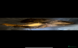 Mixed Breed dogs for sale: Goldendoodle X collie  - Image 8