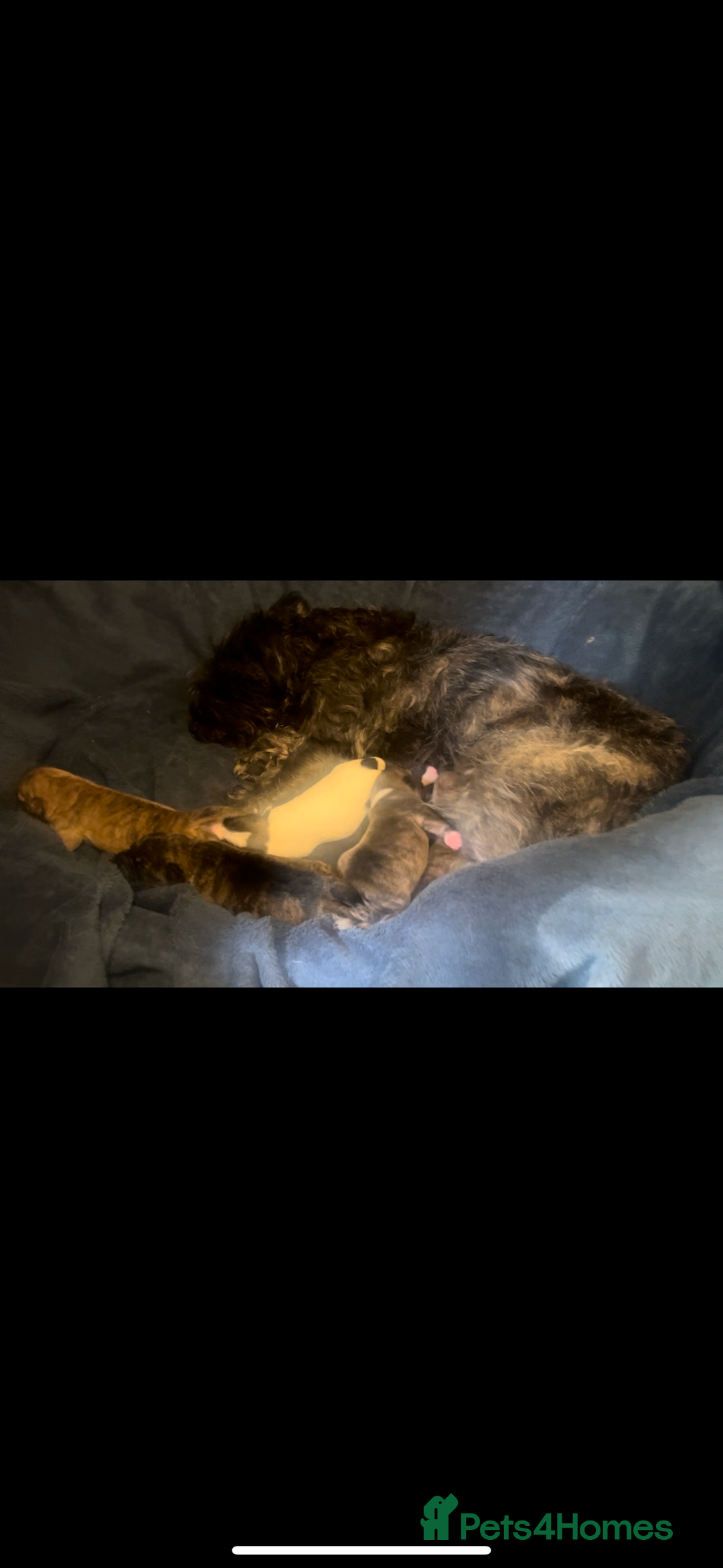 Mixed Breed dogs for sale: Goldendoodle X collie  - Image 8