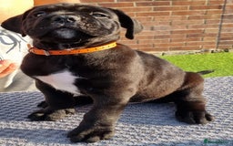 Cane Corso dogs for sale: Champion-Bloodline Cane Corso Puppies  - Image 16