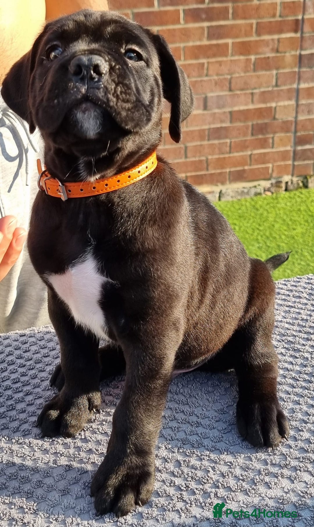 Cane Corso dogs for sale: Champion-Bloodline Cane Corso Puppies  - Image 16