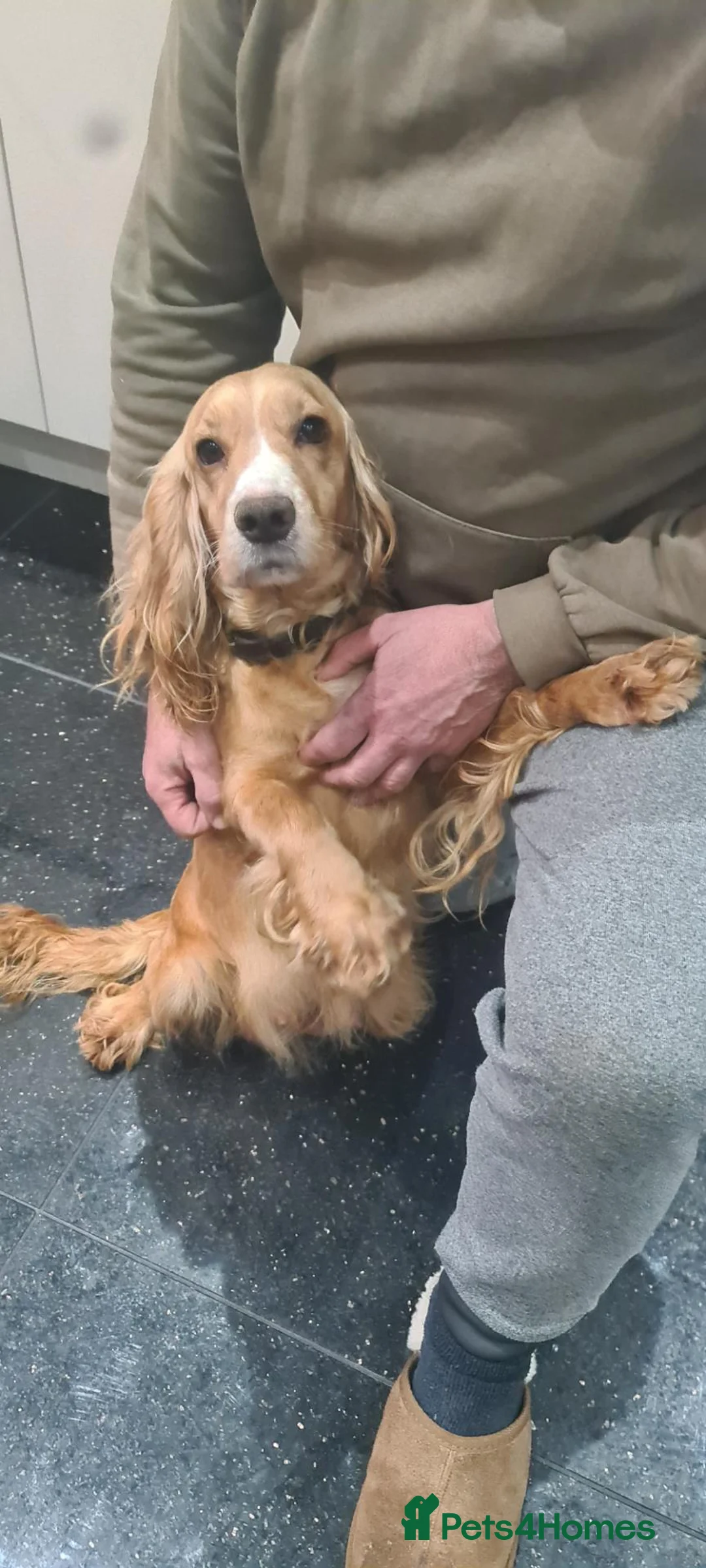 Cocker Spaniel dogs for sale: Cocker spaniel puppies  - Advert 1